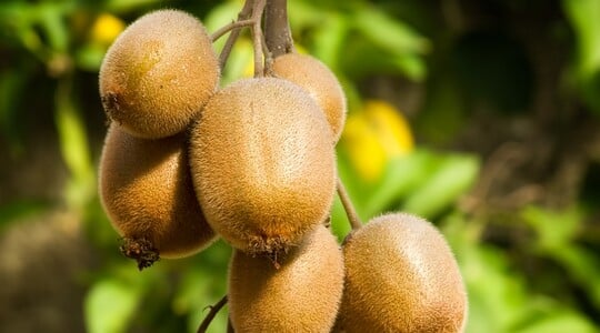 la ripresa vegetativa delle frutticole