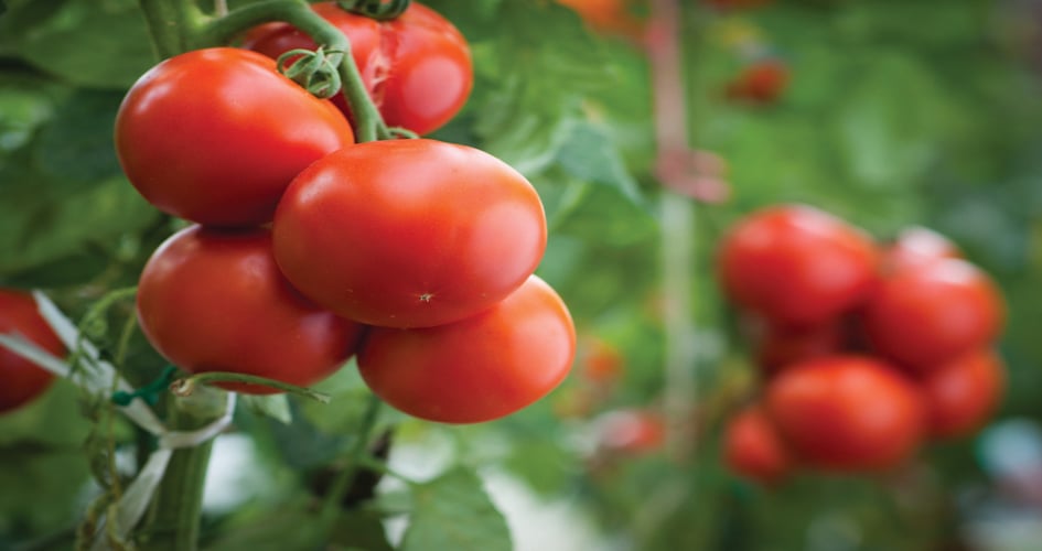 pomodori