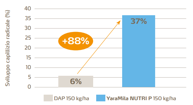 maggior sviluppo del capillizio radicale