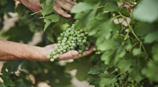 scopri YaraRega RED per uva da tavola