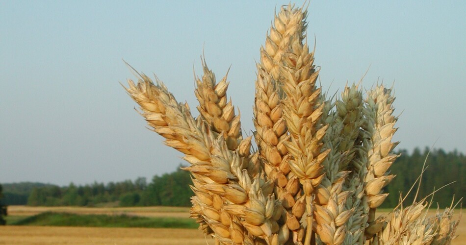 grano