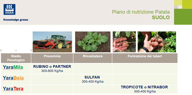 piano di concimazione al suolo della patata