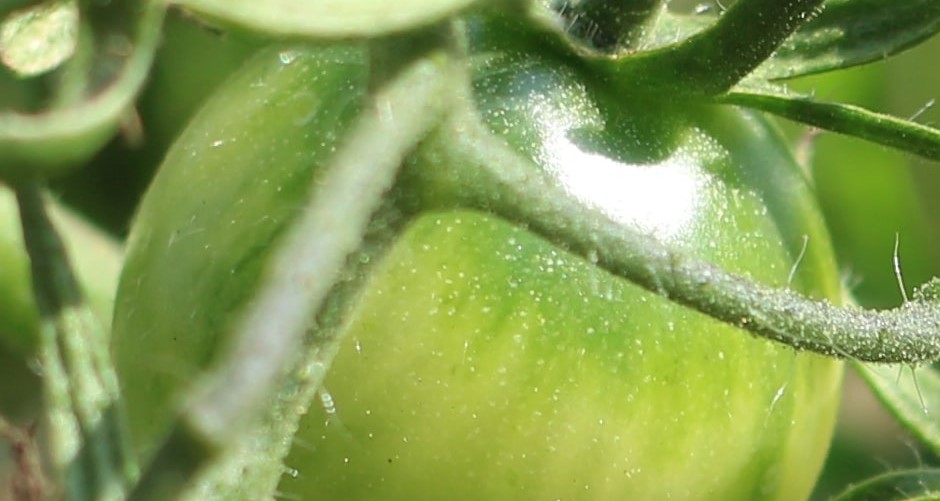 YaraTera CALCINIT per il pomodoro da industria