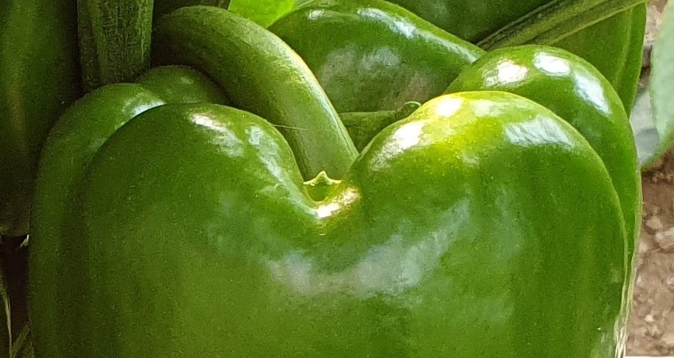 peperone