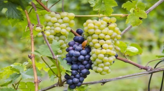 E’ arrivato YaraVita BIOMARIS