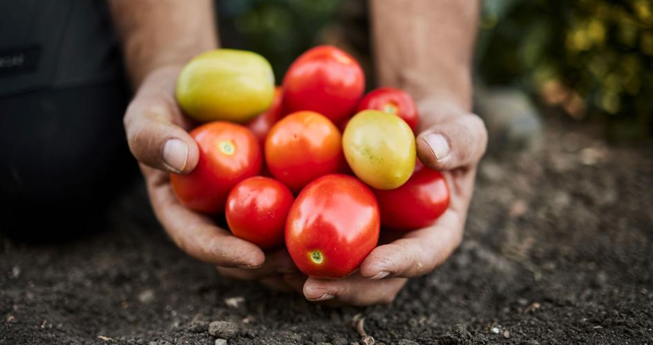 pomodori da industria raccolti e nelle mani di un agricoltore