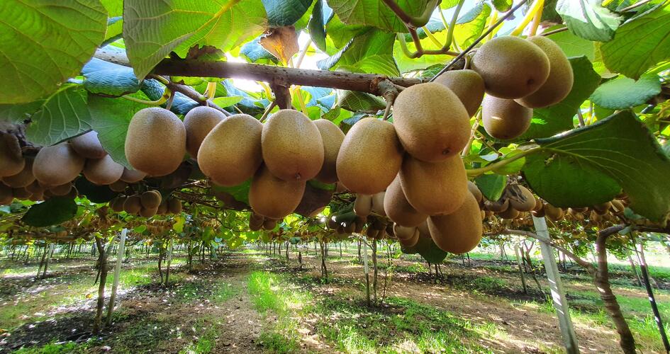 kiwi