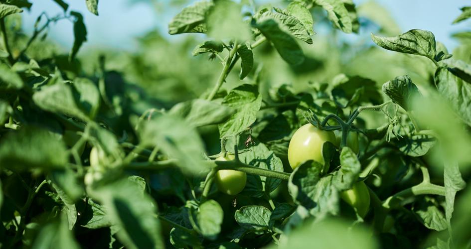 pomodori da industria verdi sulla pianta