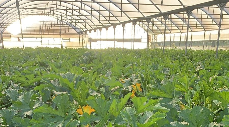 miglior concime per zucchine in serra