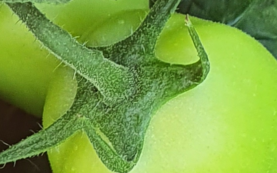 proposta nutrizionale per pomodoro da industria