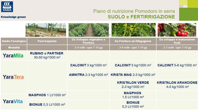 programma di concimazione al suolo e in fertirrigazione del pomodoro in serra